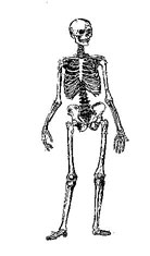 esqueleto humano